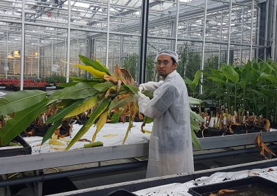Fajarudin Ahmad in Wageningen University & Research greenhouse