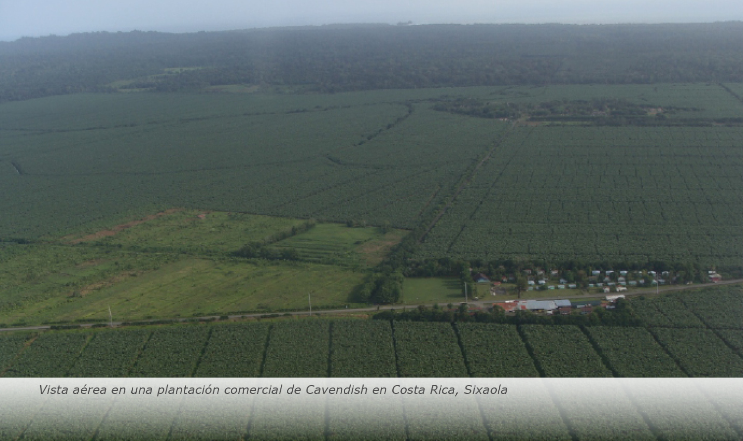 vista aérea en una plantación comercial de Cavendish en Costa Rica, Sixaola