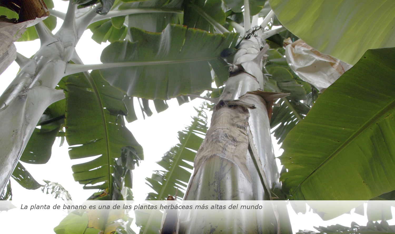 La planta de banano es una de las plantas herbáceas más altas del mundo