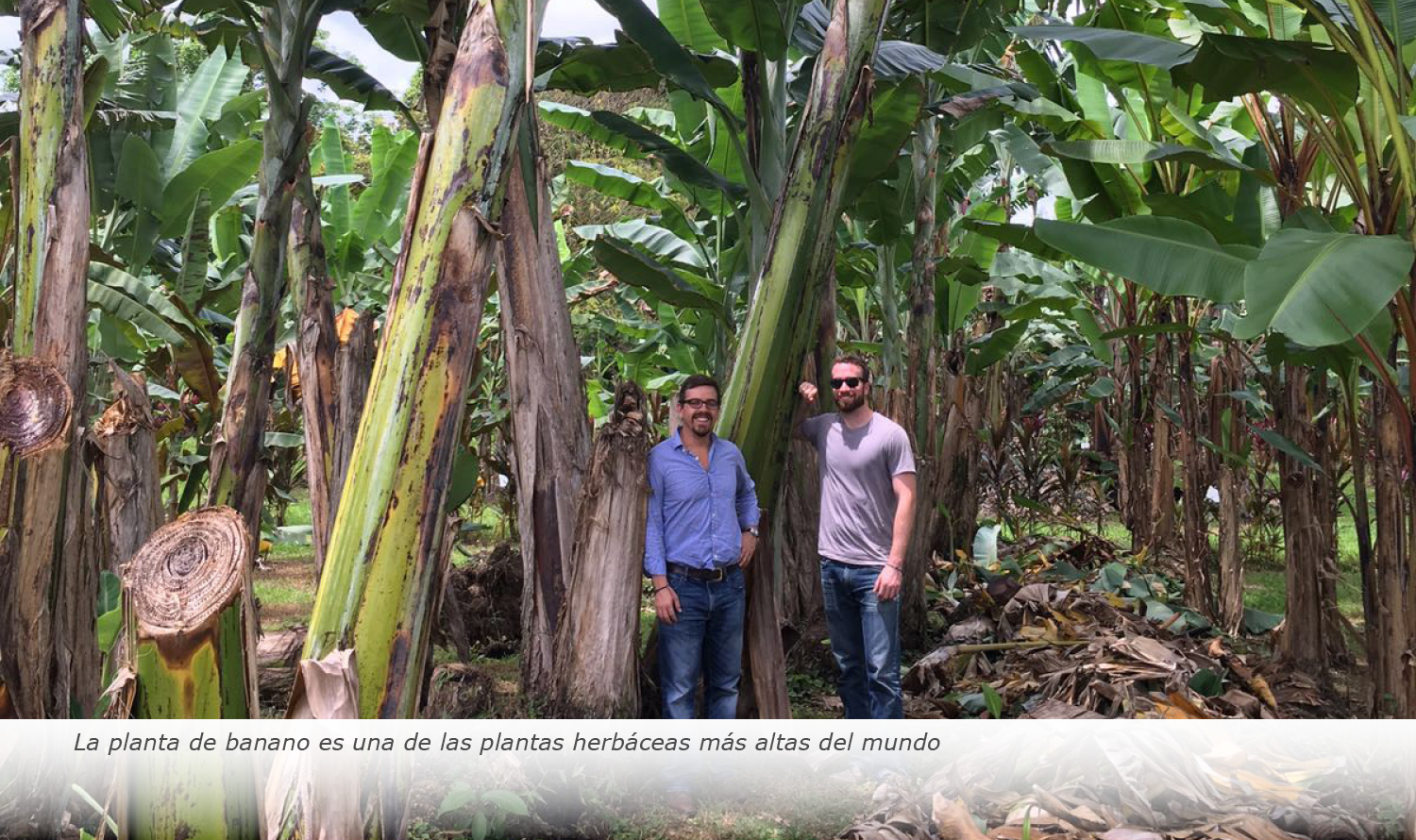 La planta de banano es una de las plantas herbáceas más altas del mundo
