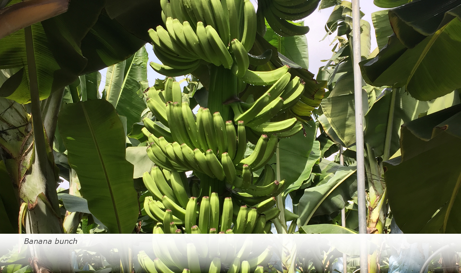 Info & Facts: Banana bunch