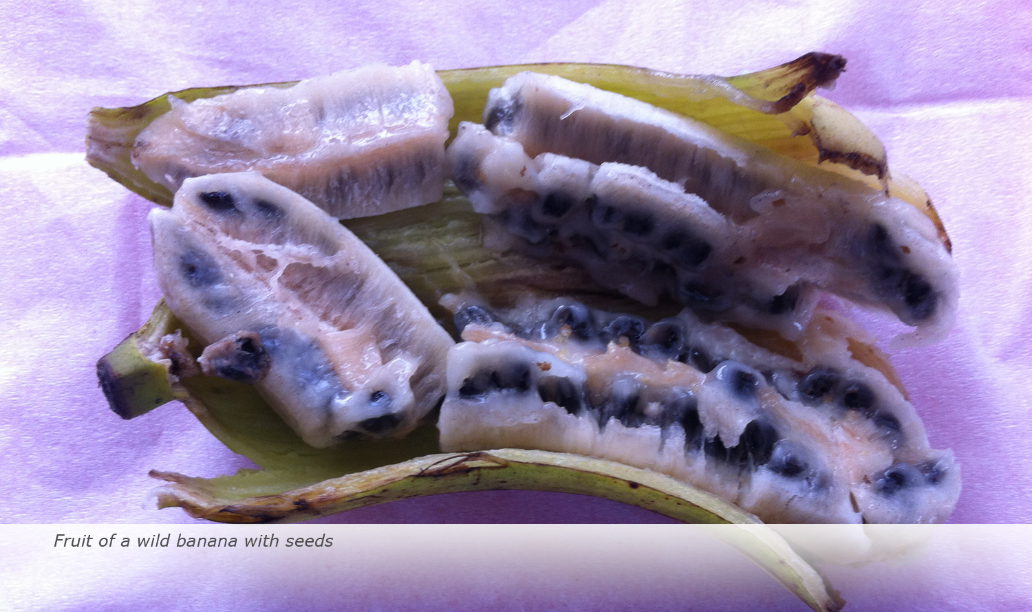 Info & Facts: Fruit of a wild banana with seeds