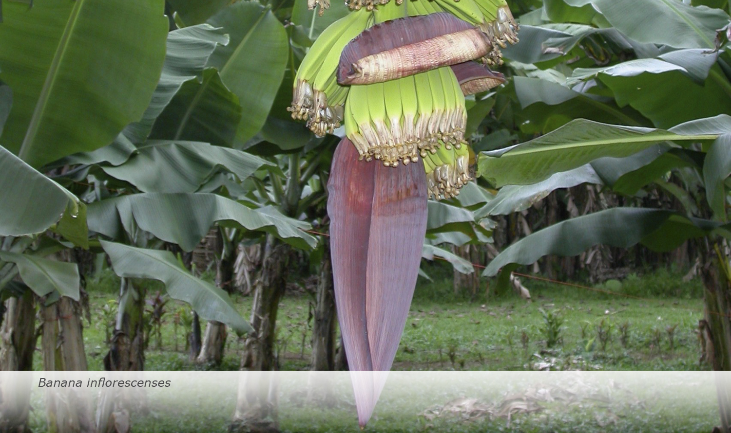 Info & Facts: Banana inflorescenses