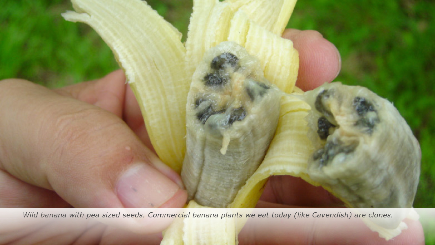 Wild banana with pea sized seeds. Commercial banana plants we eat today (like Cavendish) are clones.