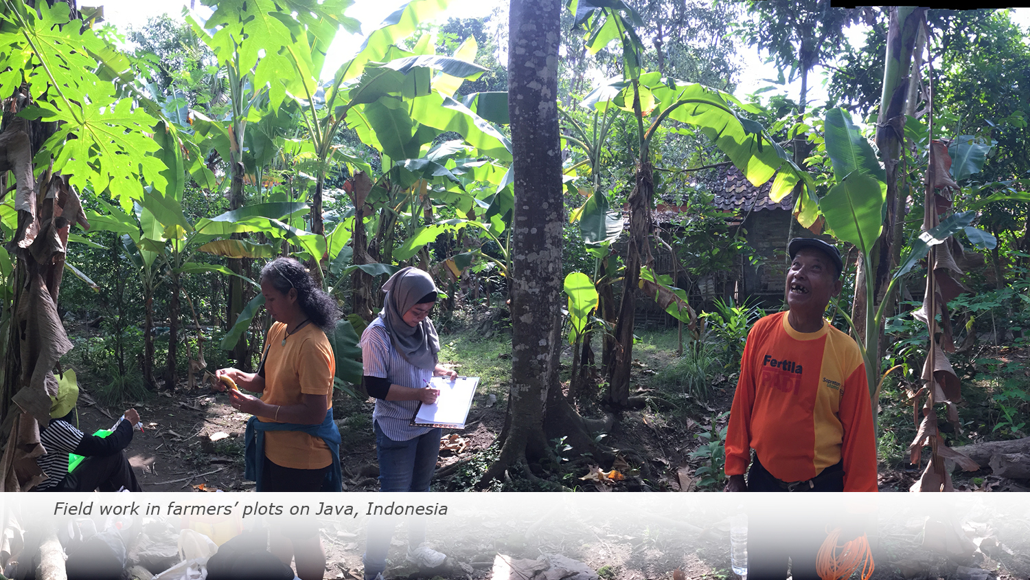 Field work in farmers' plots on Java, Indonesia