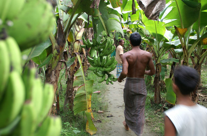 Overcoming the developing pandemic of Panama disease in banana