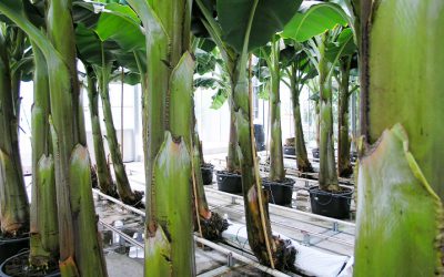 Dutch Greenhouse bananas grown above ground