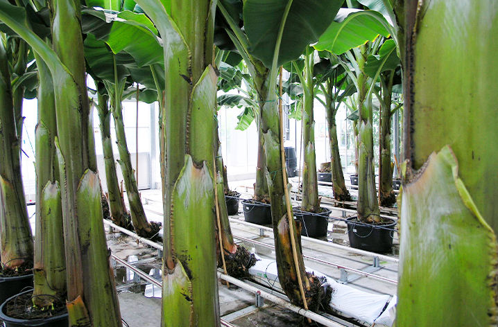 Dutch Greenhouse bananas grown above ground