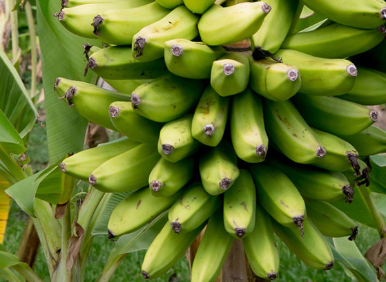 banana trees, bunch