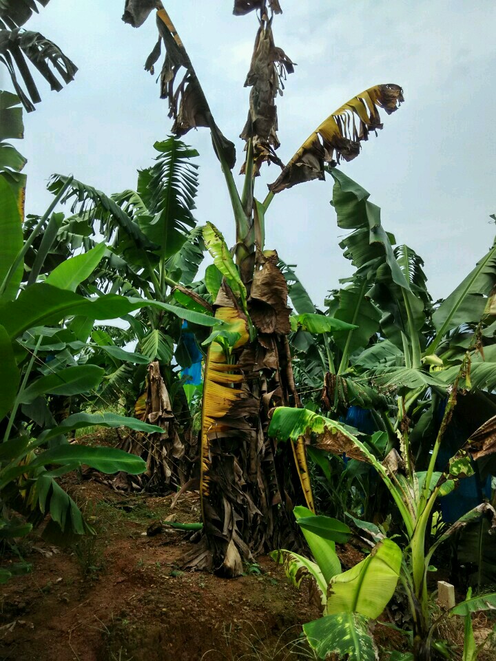 New field test detects banana fungus TR4 faster than ever - Fusarium Wilt