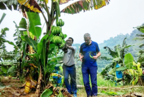 First report of Panama disease in Cavendish bananas caused by TR4 in Colombia